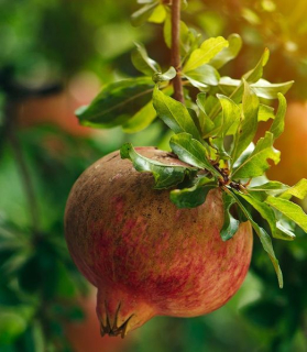 Punica granatum 'Dente di Cavallo'